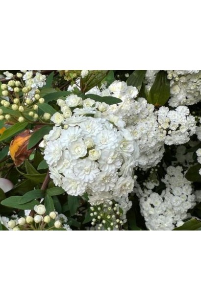 Spiraea Cantoniensis Lanceolata